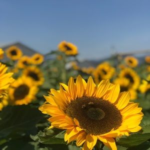 Meet your Posher, Hui